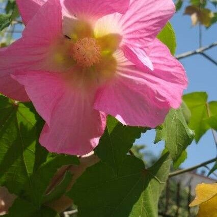 Hibiscus mutabilis Λουλούδι
