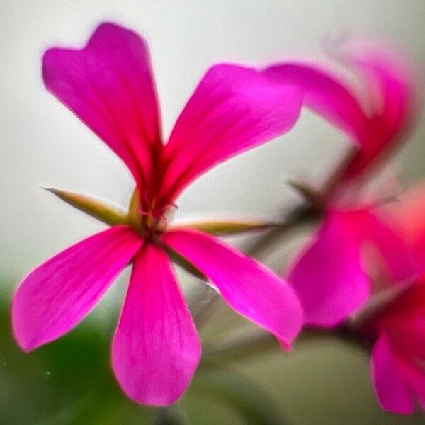 Pelargonium peltatum Floare