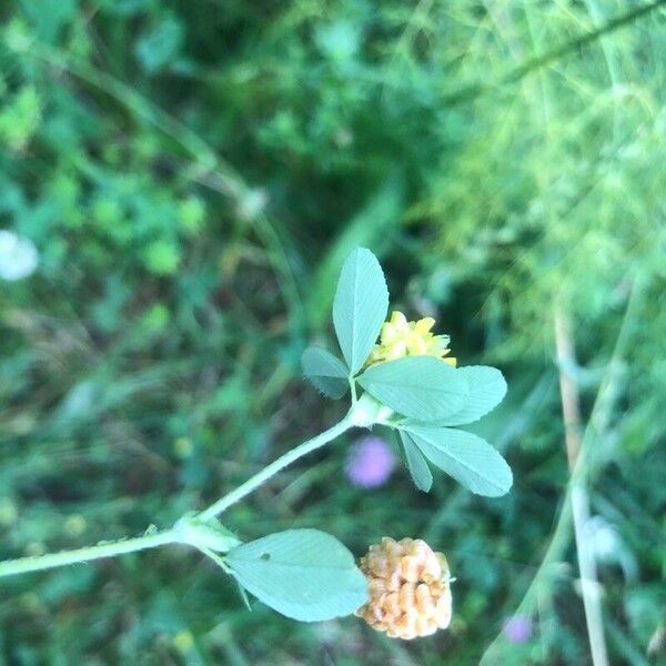 Trifolium aureum Leaf