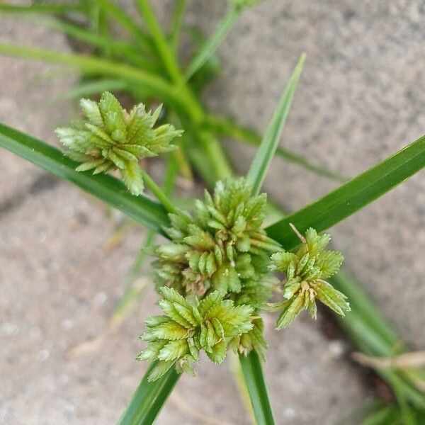 Cyperus eragrostis Alkat (teljes növény)