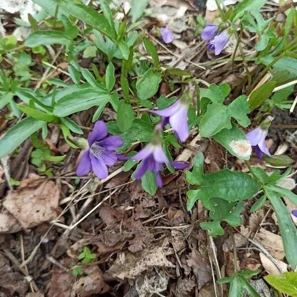 Viola sagittata 花