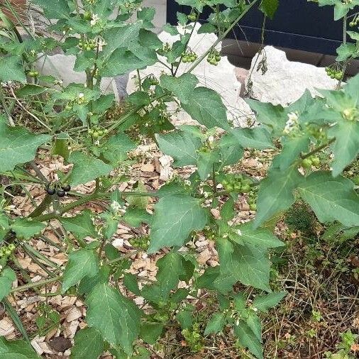 Solanum nigrum Habitus