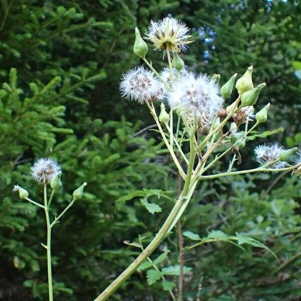 Lactuca plumieri 形態