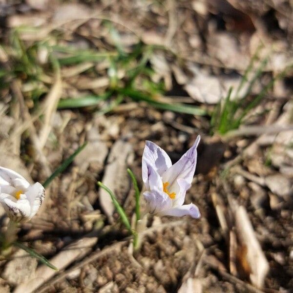 Crocus biflorus Кветка