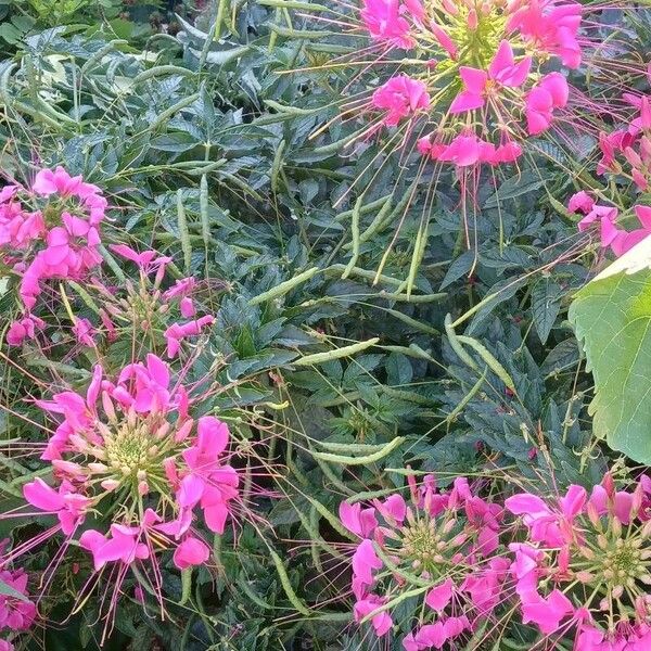 Cleome houtteana 整株植物