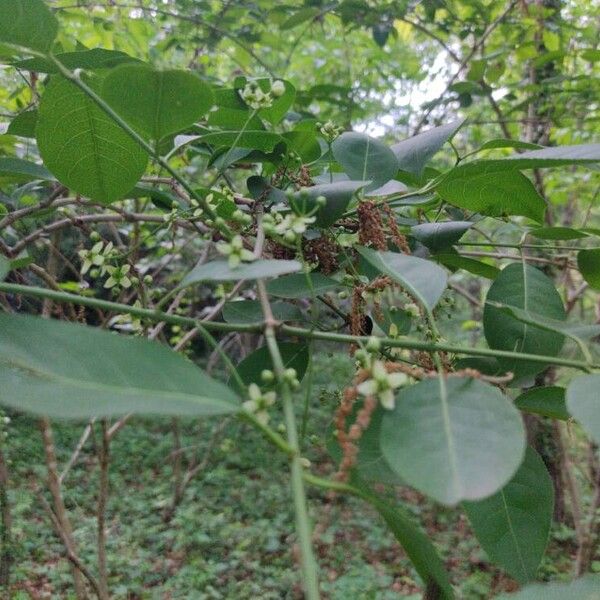 Euonymus hamiltonianus Fruit