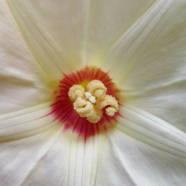 Merremia dissecta 花