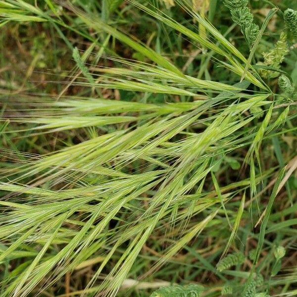 Bromus diandrus Квітка