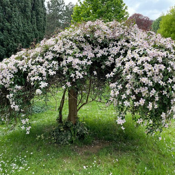 Clematis montana ফুল