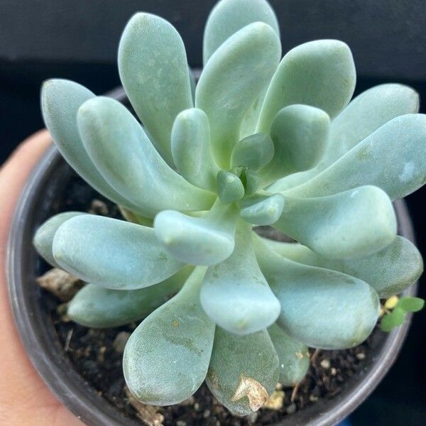 Pachyphytum bracteosum List