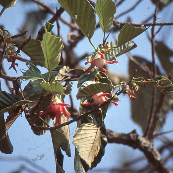 Dipterocarpus obtusifolius 形態