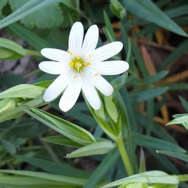 Rabelera holostea Blomma