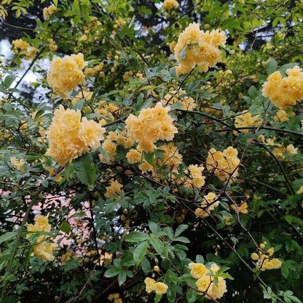 Rosa banksiae Flower