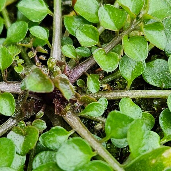 Cardamine hirsuta خشب