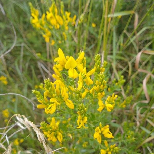 Genista tinctoria Flor