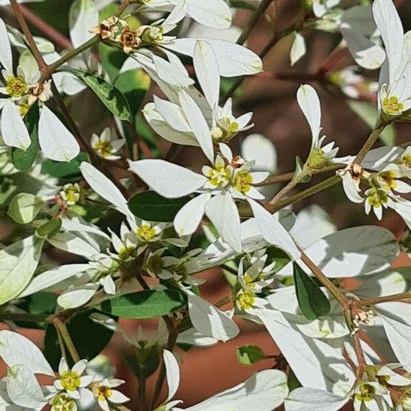 Euphorbia leucocephala 花