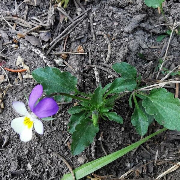 Viola tricolor অভ্যাস