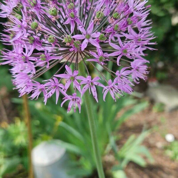 Allium pyrenaicum Flor
