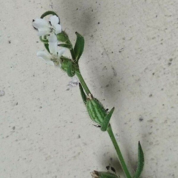 Silene gallica Flower