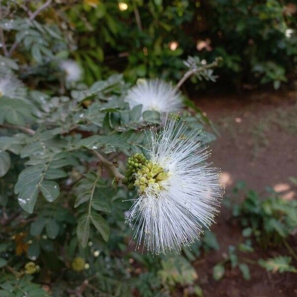 Calliandra haematocephala Цвят