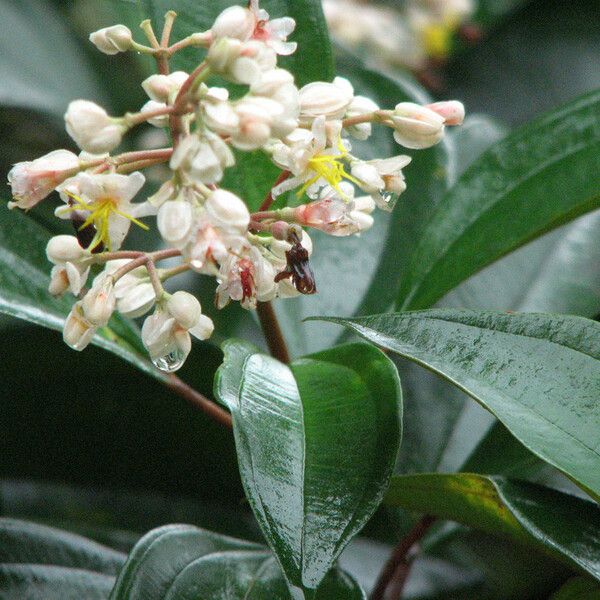 Miconia laevigata अन्य