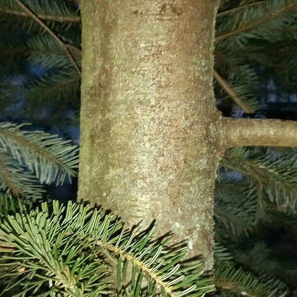 Abies nordmanniana Rinde