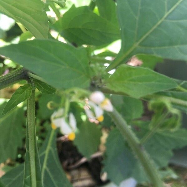 Solanum americanum Кветка