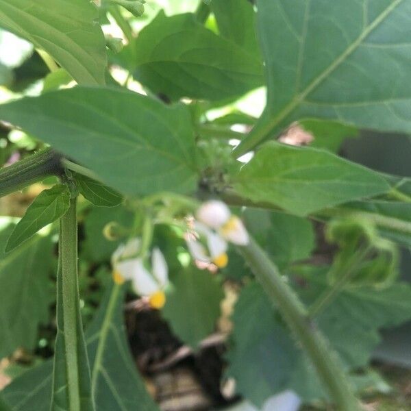 Solanum americanum Flower