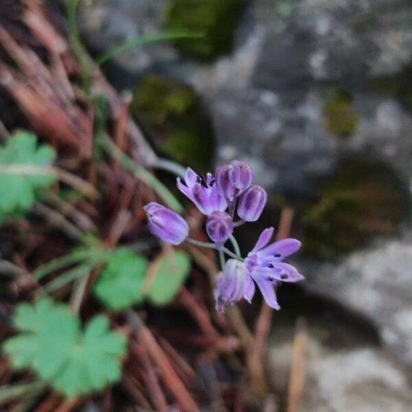 Prospero autumnale Blomst