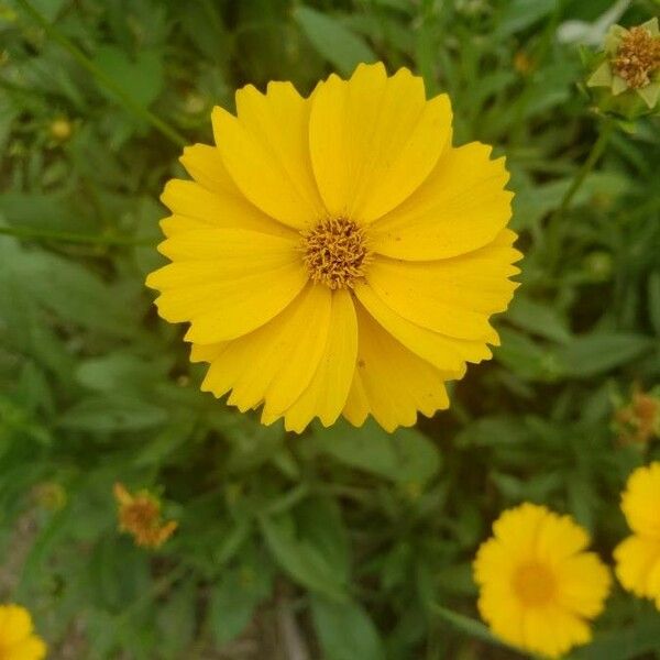 Coreopsis lanceolata Квітка