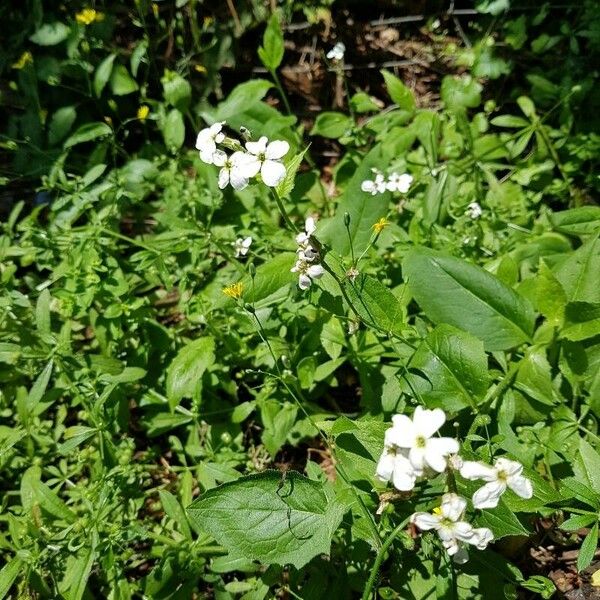 Arabidopsis arenosa Blomst