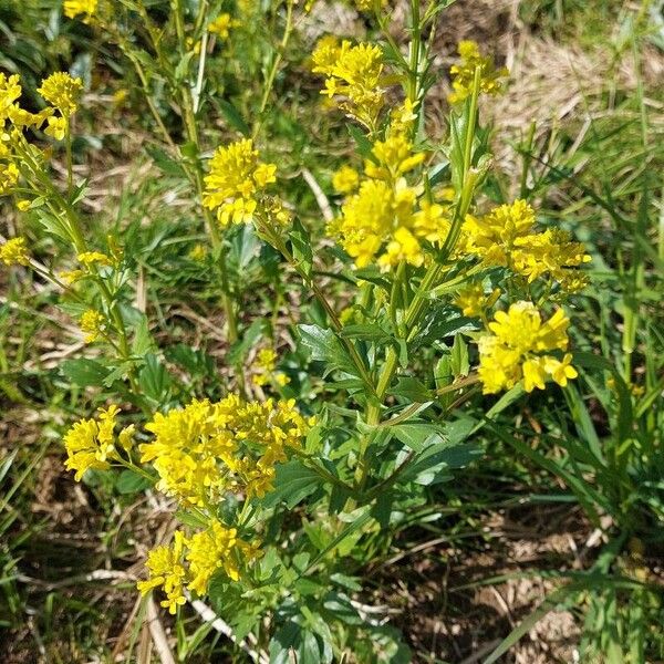 Barbarea vulgaris Flower