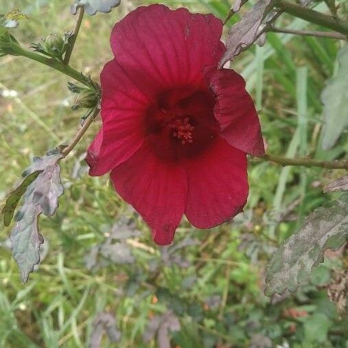 Hibiscus acetosella Λουλούδι