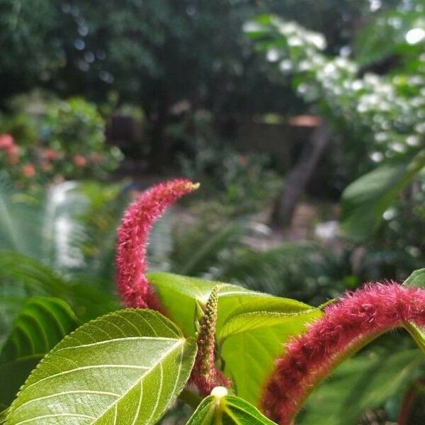 Acalypha macrostachya Kwiat