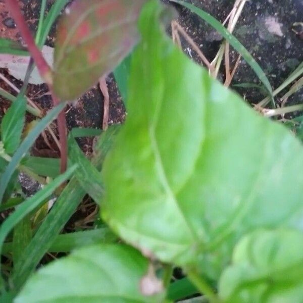 Cissus verticillata Leaf