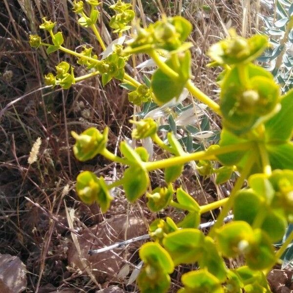 Euphorbia macroclada Blüte