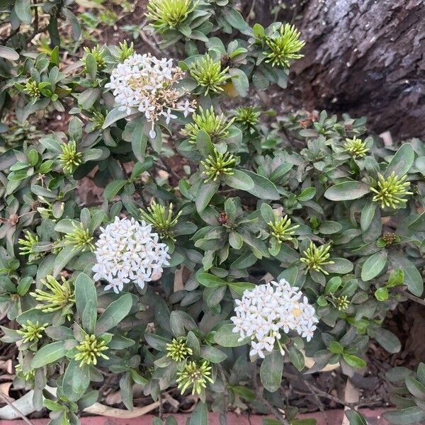 Ixora finlaysoniana Λουλούδι