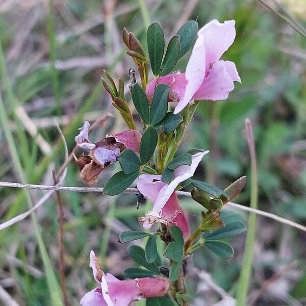 Chamaecytisus purpureus Blüte