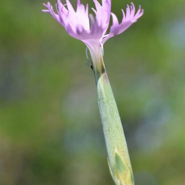 Dianthus serrulatus