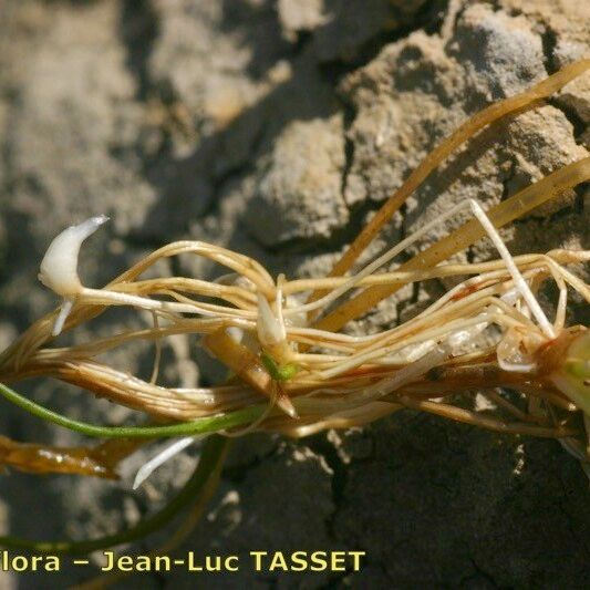 Eleocharis parvula Fruto