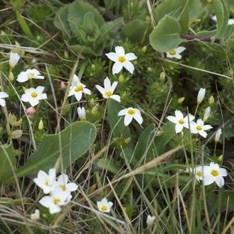 Leptosiphon rosaceus (Rose linanthus)