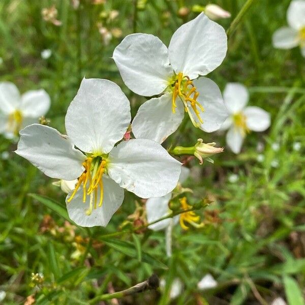 Rhexia mariana ᱵᱟᱦᱟ