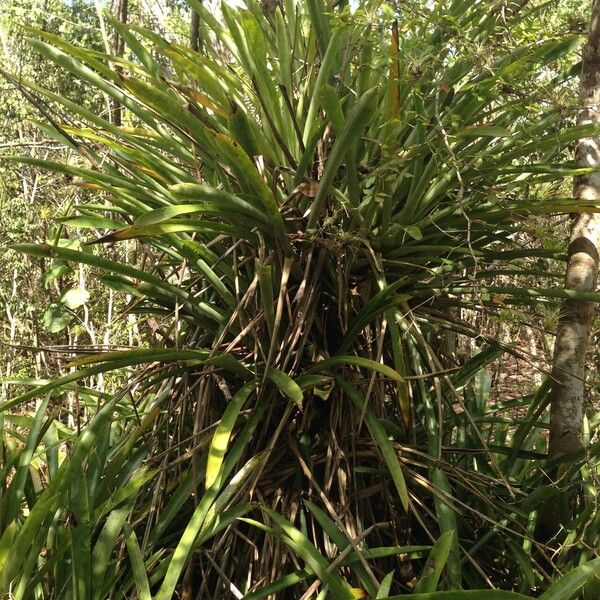 Bromelia karatas Hàbitat