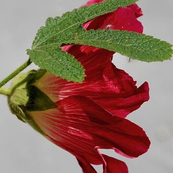 Alcea setosa Leaf