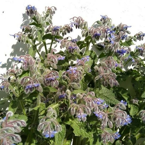 Borago officinalis Кветка