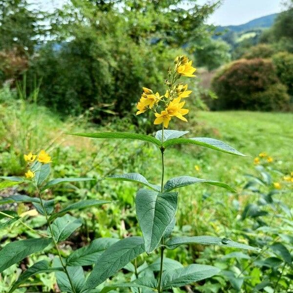 Lysimachia vulgaris Fiore