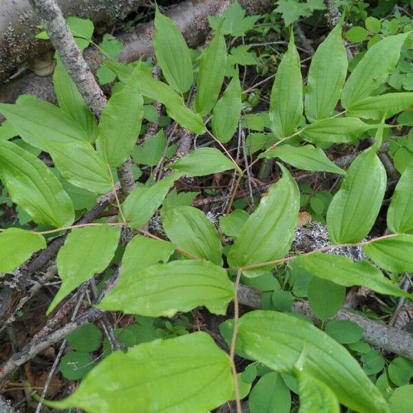 Prosartes hookeri Leaf