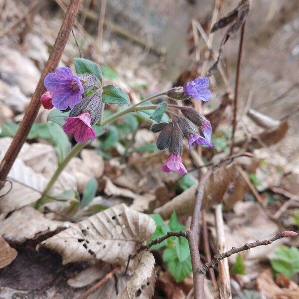 Pulmonaria obscura Blomma