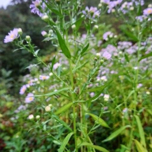 Symphyotrichum novi-belgii Staniste