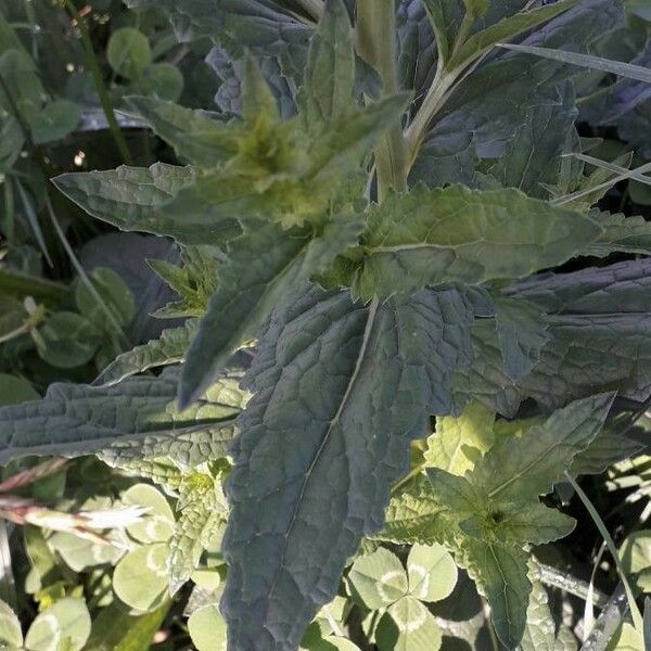 Verbascum blattaria Fuelha